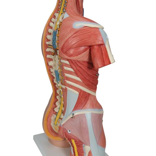 Luxus Muskel Torso Modell, mit weiblichen & männlichen Geschlechtsorganen, 31-teilig, 1000203 [B40], Torsomodelle