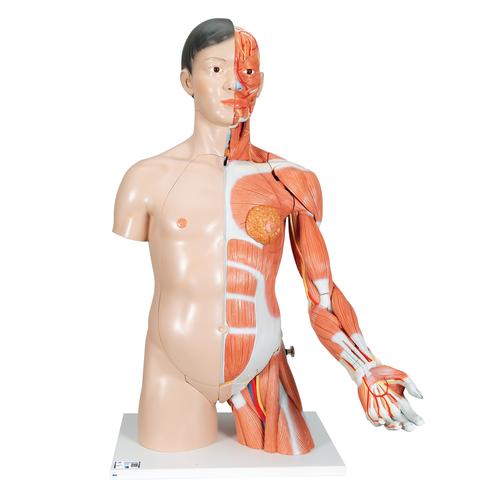 근육 아시아인 상반신 모형, 33-파트 Life-Size Asian Dual Sex Human Torso Model with Muscular Arm, 33 part, 1000204 [B41], 인체 상반신 모형