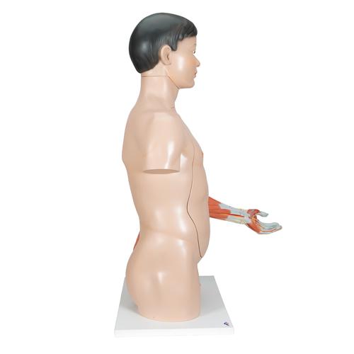 Human Torso Model - Life-Size Torso Model - Anatomical Teaching Torso -  Asian Deluxe Dual-Sex Torso With Muscled Arm - Anatomical Torso With Muscle  - 33-Part Torso Model