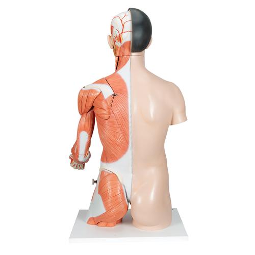 Life-Size Asian Dual Sex Human Torso Model with Muscular Arm, 33 part, 1000204 [B41], Human Torso Models