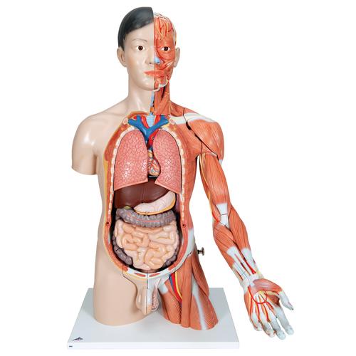 Life-Size Asian Dual Sex Human Torso Model with Muscular Arm, 33 part, 1000204 [B41], Human Torso Models