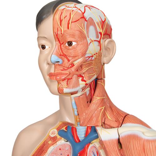 Asiatisches Luxus Torso Modell, mit weiblichen & männlichen Geschlechtsorganen und mit Muskelarm, 33-teilig, 1000204 [B41], Torsomodelle