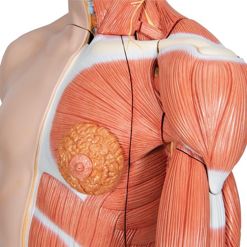 Asiatisches Luxus Torso Modell, mit weiblichen & männlichen Geschlechtsorganen und mit Muskelarm, 33-teilig, 1000204 [B41], Torsomodelle