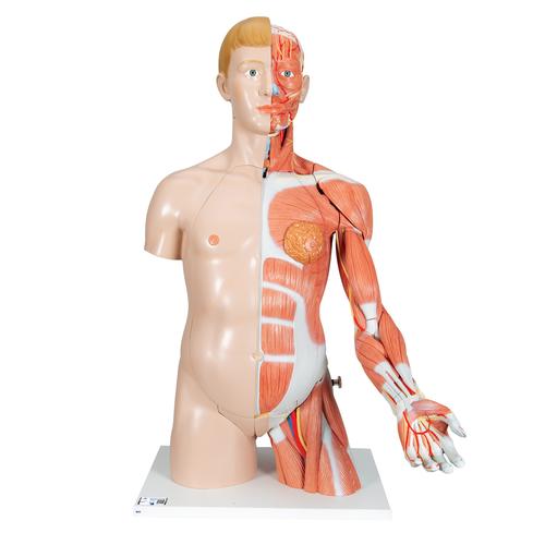 Life-Size Dual Sex Human Torso Model with Muscle Arm, 33 part, 1000205 [B42], Human Torso Models