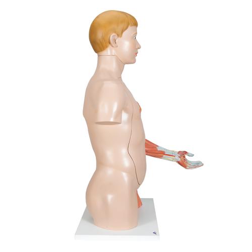 Life-Size Dual Sex Human Torso Model with Muscle Arm, 33 part, 1000205 [B42], Human Torso Models