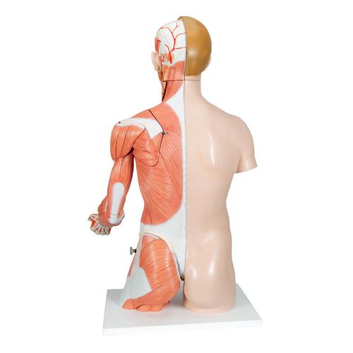 Life-Size Dual Sex Human Torso Model with Muscle Arm, 33 part, 1000205 [B42], Human Torso Models