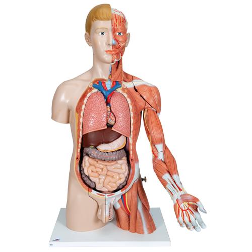 Life-Size Dual Sex Human Torso Model with Muscle Arm, 33 part, 1000205 [B42], Human Torso Models