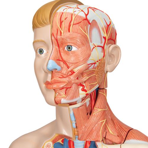 Life-Size Dual Sex Human Torso Model with Muscle Arm, 33 part, 1000205 [B42], Human Torso Models