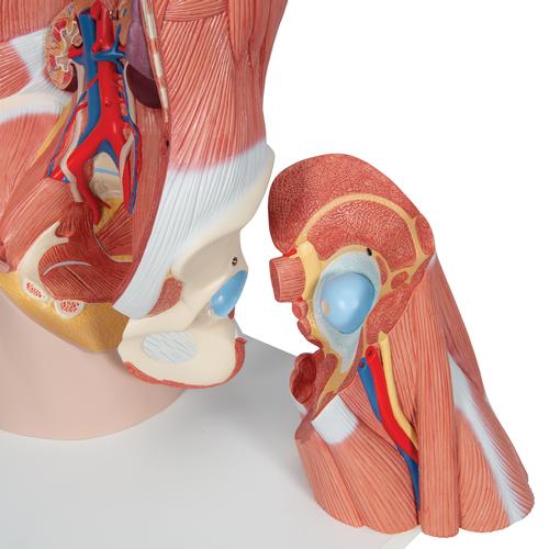 Luxus Torso Modell, mit weiblichen & männlichen Geschlechtsorganen und mit Muskelarm, 33-teilig, 1000205 [B42], Torsomodelle