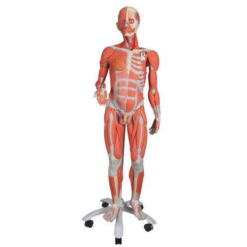 양성 전신 근육모형 (실제 인체의 3/4크기) 45-파트, 3/4 Life-Size Dual Sex Human Muscle Model on Metal Stand, 45-part, 1013881 [B50], 근육 모델