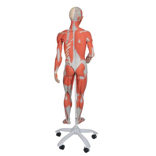 3/4 Life-Size Dual Sex Human Muscle Model on Metal Stand, 45-part, 1013881 [B50], Muscle Models