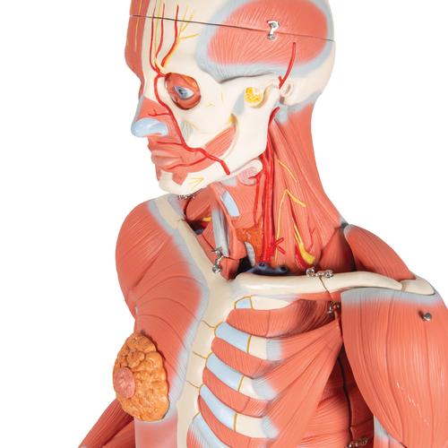 Фигура с мышцами, двуполая, 45 частей - 3B Smart Anatomy, 1013881 [B50], Модели мускулатуры человека и фигуры с мышцами