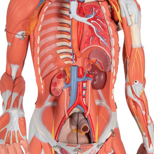 Фигура с мышцами, двуполая, 45 частей - 3B Smart Anatomy, 1013881 [B50], Модели мускулатуры человека и фигуры с мышцами