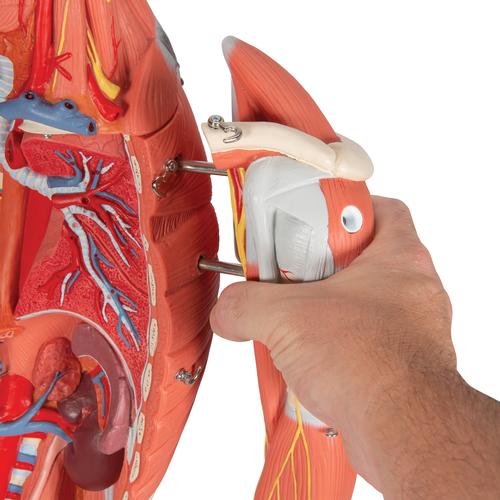 豪华型两性人体肌肉模型，45部分, 1013881 [B50], 肌肉组织模型
