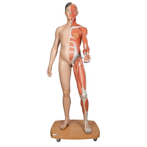 Life-Size Dual Sex Asian Human Figure, Half Side with Muscles, 39 part, 1000208 [B52], Muscle Models