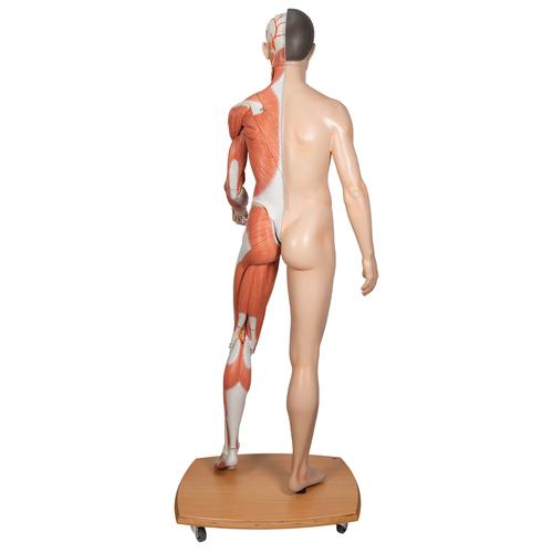 Life-Size Dual Sex Asian Human Figure, Half Side with Muscles, 39 part, 1000208 [B52], Muscle Models