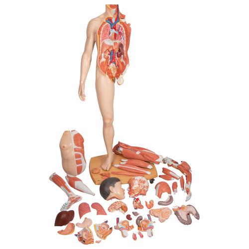 Figura corporal completa asiática de doble sexo, 39 partes, 1000208 [B52], Modelos de Musculatura