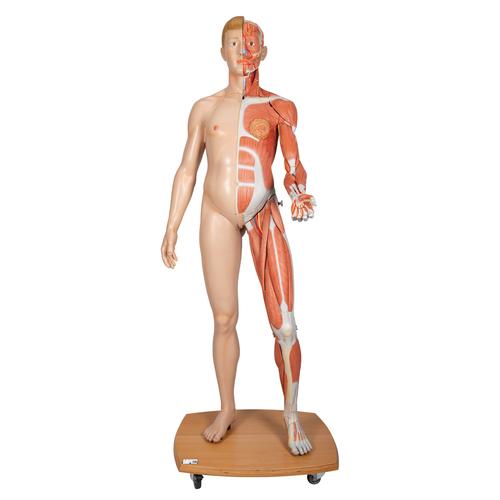 Figura con muscoli 3B Scientific® a grandezza naturale, bisessuato, europea, in 39 parti, 1000209 [B53], Modelli di Muscolatura