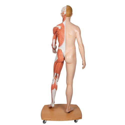 Life-Size Dual Sex Human Figure, Half Side with Muscles, 39 part, 1000209 [B53], Muscle Models