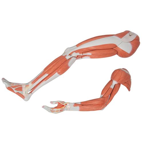 Life-Size Dual Sex Human Figure, Half Side with Muscles, 39 part, 1000209 [B53], Muscle Models