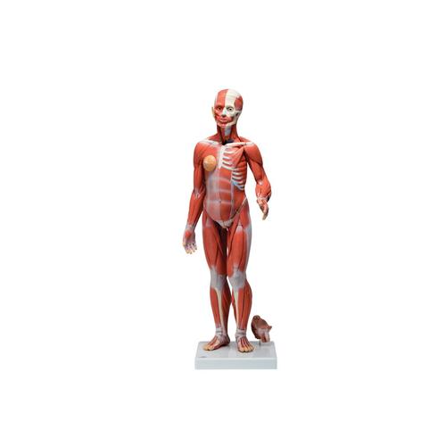 Figura Completa de Doble Sexo con Músculos, con órganos internos, desmontable en 33 piezas, 1019231 [B55], Modelos de Musculatura