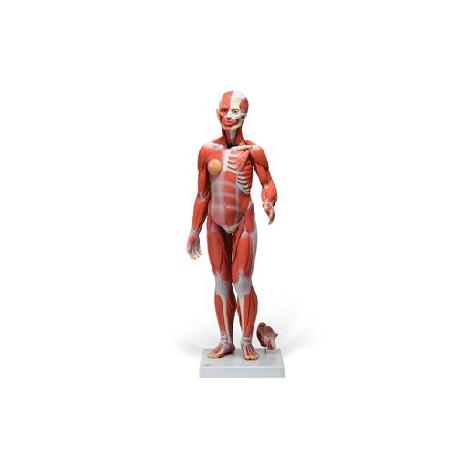 Kas Modeli, İç Organlarla birlikte, Çift Cinsiyetli, 33 Parça - 3B Smart Anatomy, 1019231 [B55], Kas Modelleri