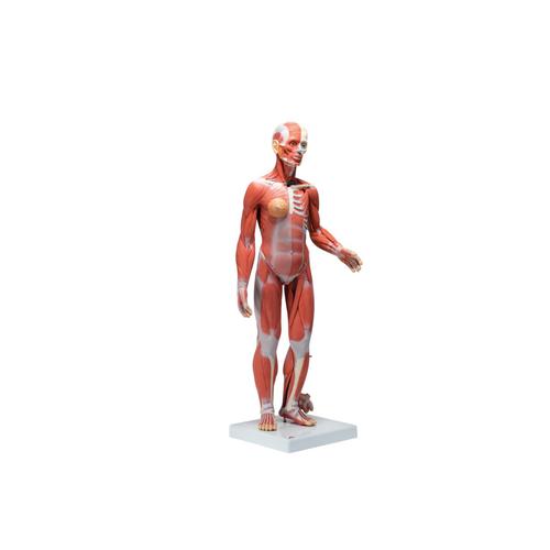 Figura Completa de Doble Sexo con Músculos, con órganos internos, desmontable en 33 piezas, 1019231 [B55], Modelos de Musculatura