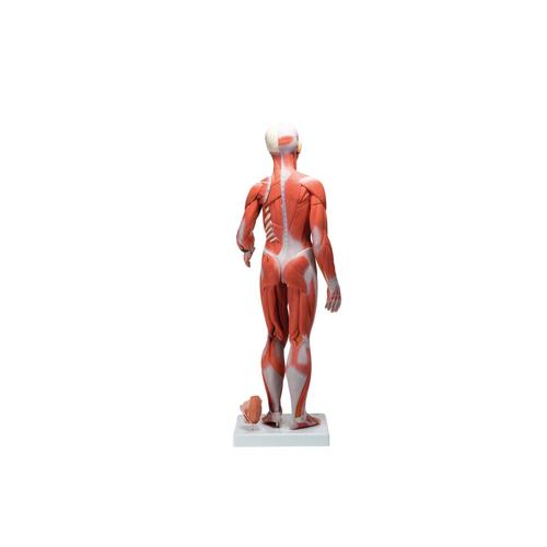 Figura Completa de Doble Sexo con Músculos, con órganos internos, desmontable en 33 piezas, 1019231 [B55], Modelos de Musculatura