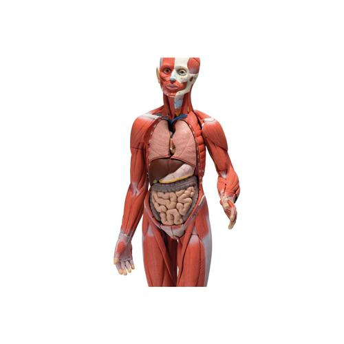 Figura Completa de Doble Sexo con Músculos, con órganos internos, desmontable en 33 piezas, 1019231 [B55], Modelos de Musculatura