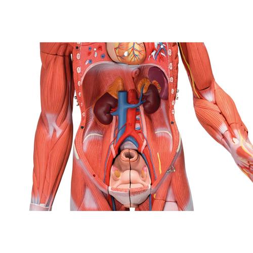 Figura con muscoli, bisessuata con organi interni, in 33 parti, 1019231 [B55], Modelli di Muscolatura