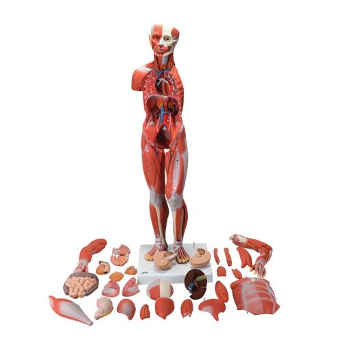 Figura Completa de Doble Sexo con Músculos, con órganos internos, desmontable en 33 piezas, 1019231 [B55], Modelos de Musculatura