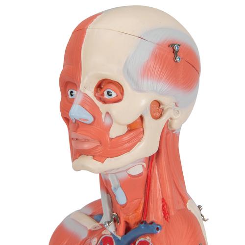 Цельная фигура с мышцами, женская, 1019232 [B56], Модели мускулатуры человека и фигуры с мышцами