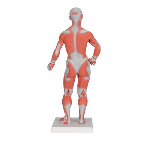 전신 근육 모형 1/4크기, 2파트 1/4 Life-Size Muscle Figure, 2-part, 1000212 [B59], 근육 모델