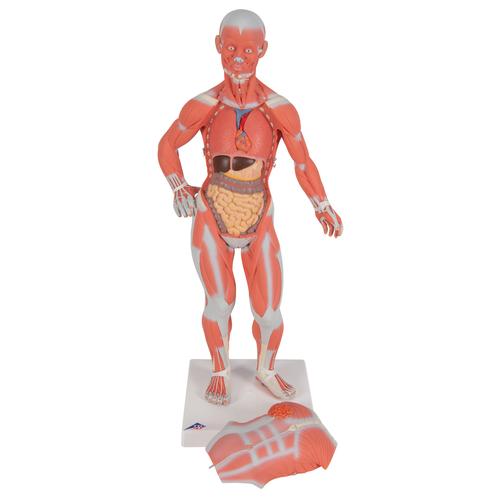 전신 근육 모형 1/4크기, 2파트 1/4 Life-Size Muscle Figure, 2-part, 1000212 [B59], 근육 모델