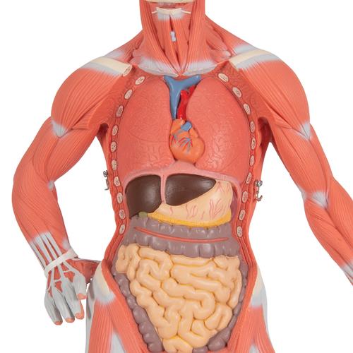 Figura con muscoli, grandezza 1/3, in 2 parti, 1000212 [B59], Modelli di Muscolatura