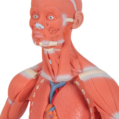 Фигура с мышцами, 1/3 от натуральной величины, 2 части - 3B Smart Anatomy, 1000212 [B59], Модели мускулатуры человека и фигуры с мышцами