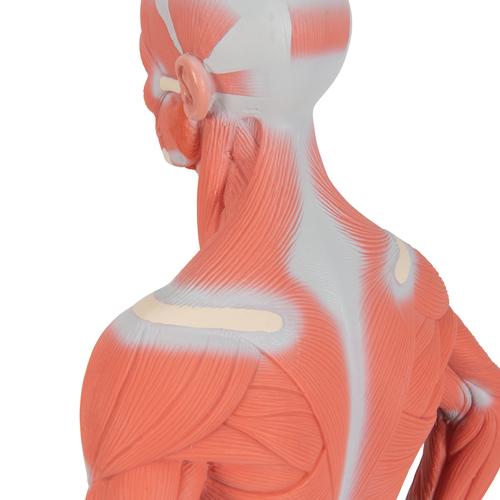 1/3 Life-Size Human Muscle Figure, 2 part, 1000212 [B59], Muscle Models