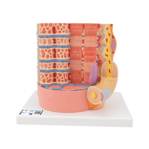 3B MICROanatomy Muskelfaser Modell, 10.000-fach vergrößert, 1000213 [B60], 3B MICROanatomy™