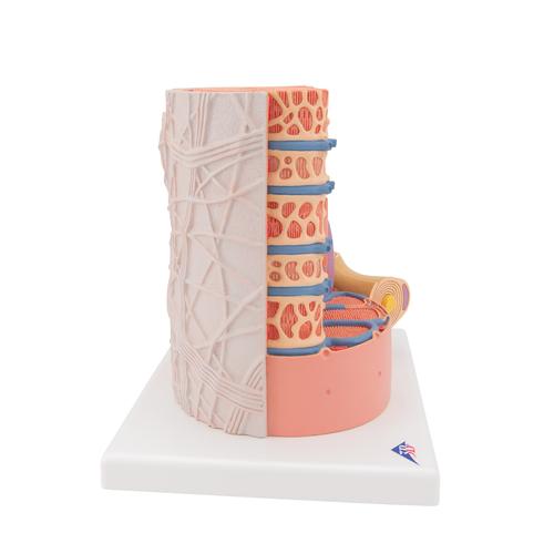 3B MICROanatomy Fibra muscolare - ingrandito 10.000 volte, 1000213 [B60], Modelli 3B MICROanatomy™