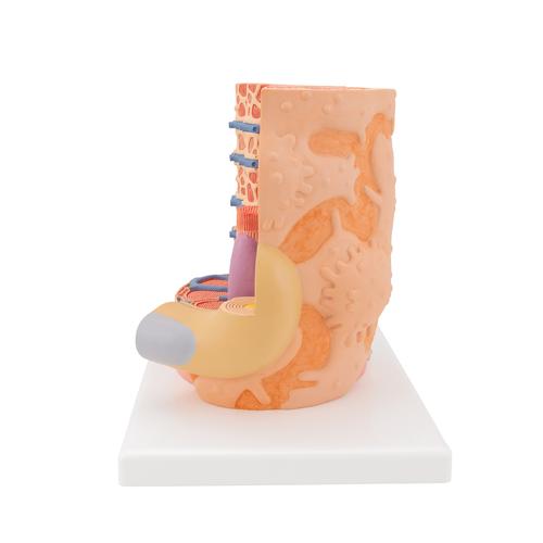 3B MICROanatomy Muskelfaser Modell, 10.000-fach vergrößert, 1000213 [B60], 3B MICROanatomy™