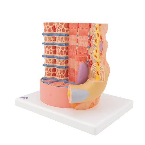 3B MICROanatomy Fibra muscolare - ingrandito 10.000 volte, 1000213 [B60], Modelli 3B MICROanatomy™