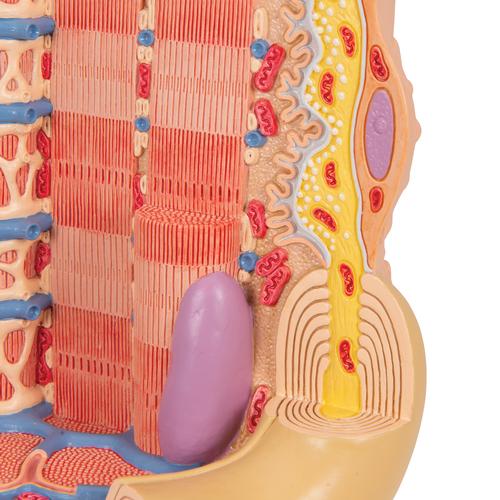 3B MICROanatomy Muskelfaser Modell, 10.000-fach vergrößert, 1000213 [B60], Muskelmodelle