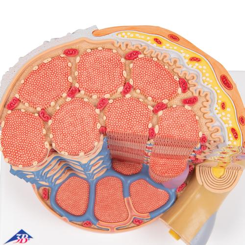 3B MICROanatomy Muskelfaser Modell, 10.000-fach vergrößert, 1000213 [B60], 3B MICROanatomy™