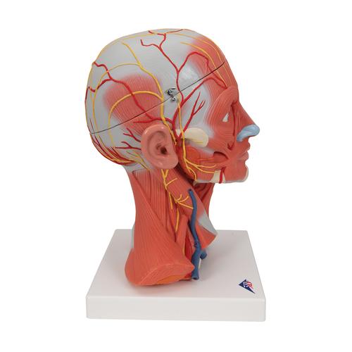 Head and Neck Musculature Model, 5 part, 1000214 [C05], Head Models