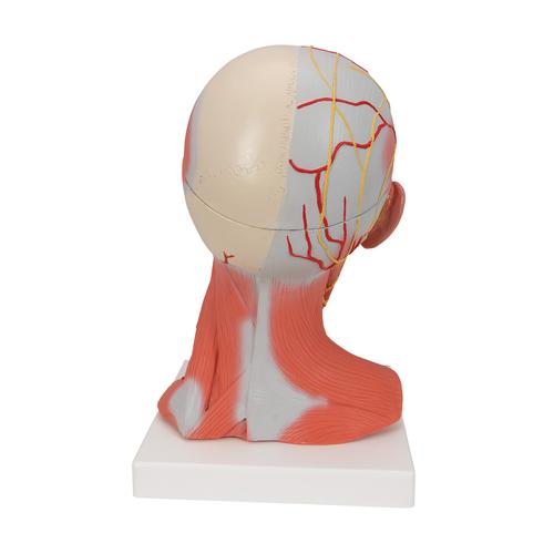 Musculatura de la cabeza y del cuello, 5 piezas, 1000214 [C05], Modelos de Cabeza