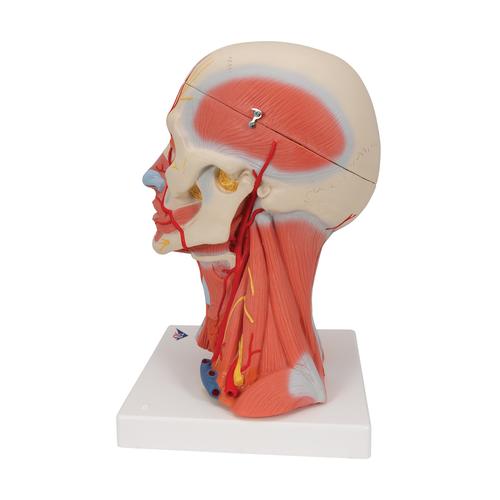 Musculatura de la cabeza y del cuello, 5 piezas, 1000214 [C05], Modelos de Cabeza