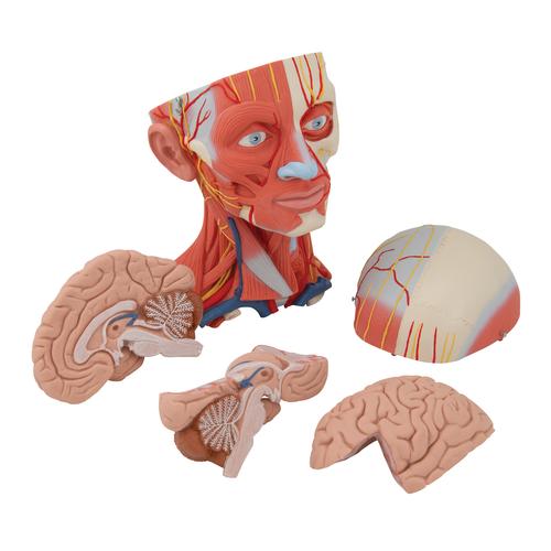 Head and Neck Musculature Model, 5 part, 1000214 [C05], Head Models