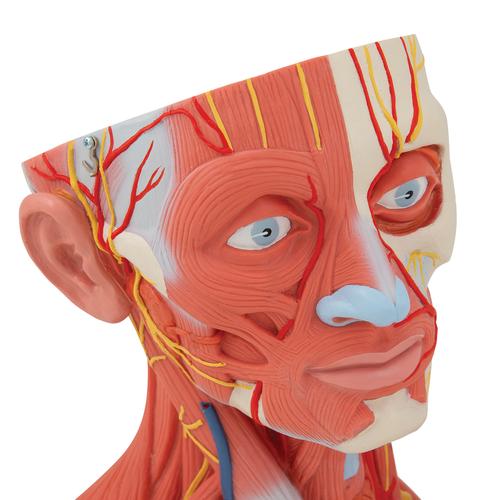 Head and Neck Musculature Model, 5 part, 1000214 [C05], Head Models