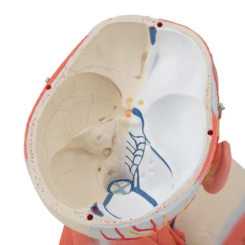 Head and Neck Musculature Model, 5 part, 1000214 [C05], Head Models