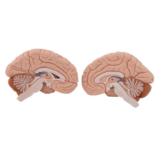 Head and Neck Musculature Model, 5 part, 1000214 [C05], Head Models